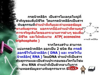 กรดนิวคลีอิก  เป็นสารโมเลกุลใหญ่ที่สำคัญของสิ่งมีชีวิต  โดยกรดนิวคลีอิกเป็นสารพันธุกรรมที่ ทำหน้าที่เก็บและถ่ายทอดข้อมูลทางพันธุกรรม  นอกจากนี้ยังทำหน้าที่ควบคุมการเจริญเติบโตของกระบวนการต่างๆ ของสิ่งมีชีวิต  และให้พลังงาน  ATP( acenosine triphosphate )       จากโครงสร้าง สามารถแบ่งกรดนิวคลีอิก ออกเป็น  2  ชนิด คือ  กรดดีออกซีไรโบนิวคลีอิก  (  DNA  )  และ กรดไรโบนิวคลีอิก (  RNA  )   โดย DNA  ทำหน้าที่เป็นสารพันธุกรรมและเป็นส่วนประกอบของโครโมโซม ส่วน  RNA  ทำหน้าที่เป็นตัวกลางในการถ่ายทอดข้อมูลทางพันธุกรรมจาก   DNA      กรดนิวคลีอิกประกอบด้วย นิวคลีโอไทด์ (  Nucleotide  )   เป็นโมโนเมอร์ หลายโมเลกุลเรียงต่อกันเป็นเส้นยาว เรียกว่า พอลี  -  นิวคลีโอไทด์  ( Polynucleotide )  