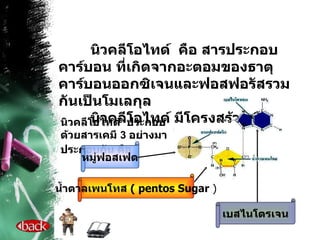 นิวคลีโอไทด์  คือ สารประกอบคาร์บอน ที่เกิดจากอะตอมของธาตุคาร์บอนออกซิเจนและฟอสฟอรัสรวมกันเป็นโมเลกุล นิวคลีโอไทด์ มีโครงสร้าง คือ นิวคลีโอไทด์  ประกอบด้วยสารเคมี  3  อย่างมาประกอบกัน คือ   หมู่ฟอสเฟต น้ำตาลเพนโทส  (  pentos Sugar  ) เบสไนโตรเจน 