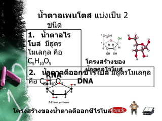 น้ำตาลเพนโตส  แบ่งเป็น  2  ชนิด  โครงสร้างของน้ำตาลไรโบส 2.  น้ำตาลดีออกซีไรโบส  มีสูตรโมเลกุล คือ  C 5 H 10 O 4 DNA 1.  น้ำตาลไรโบส  มีสูตรโมเลกุล คือ  C 5 H 10 O 5 RNA โครงสร้างของน้ำตาลดีออกซีไรโบส 