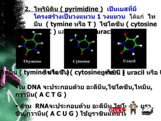 2.  ไพริมิดิน  (  pyrimidine  )   เป็นเบสที่มีโครงสร้างเป็นวงแหวน  1  วงแหวน   ได้แก่  ไทมีน  (  tymine  หรือ  T  )  ไซโตซีน  (  cytosine  หรือ  C  )  และ  ยูราซิน  (  uracil   หรือ  U ) ไทมีน  (  tymine  หรือ  T  ) ไซโตซีน  (  cytosine  หรือ  C  ) ยูราซิน  (  uracil   หรือ  U ) ใน  DNA   จะประกอบด้วย อะดีนีน , ไซโตซีน , ไทมีน , กวานีน (  A C T G  )  ส่วน  RNA จะประกอบด้วย อะดีนีน , ไซโตซีน , ยูราซิน , กวานีน (  A C U G  )  ใช้ยูราซินแทนไทมีน 