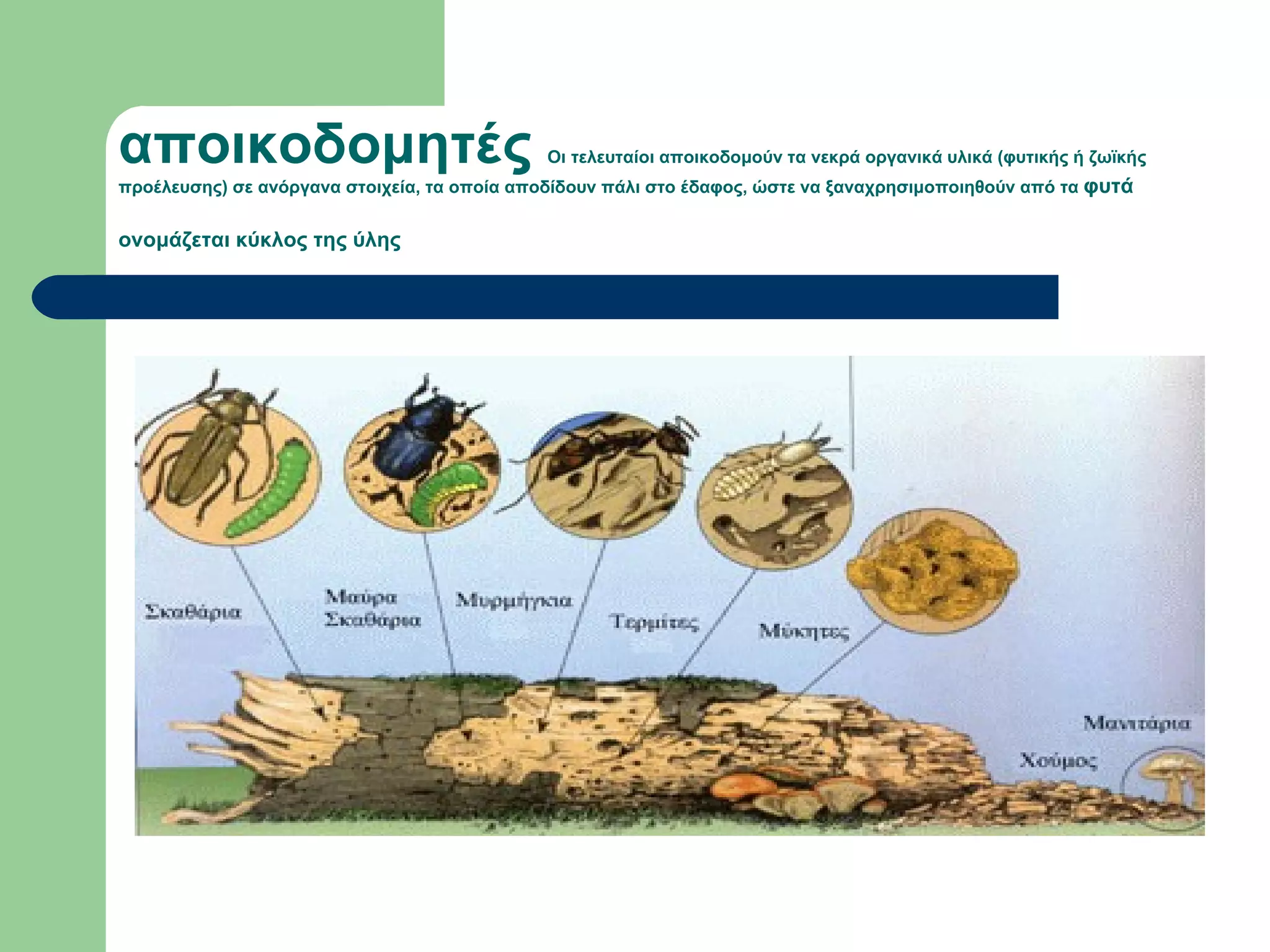 αποικοδομητές                                 Οι τελευταίοι αποικοδομούν τα νεκρά οργανικά υλικά (φυτικής ή ζωϊκής
προέλευσης) σε ανόργανα στοιχεία, τα οποία αποδίδουν πάλι στο έδαφος, ώστε να ξαναχρησιμοποιηθούν από τα φυτά


ονομάζεται κύκλος της ύλης
 