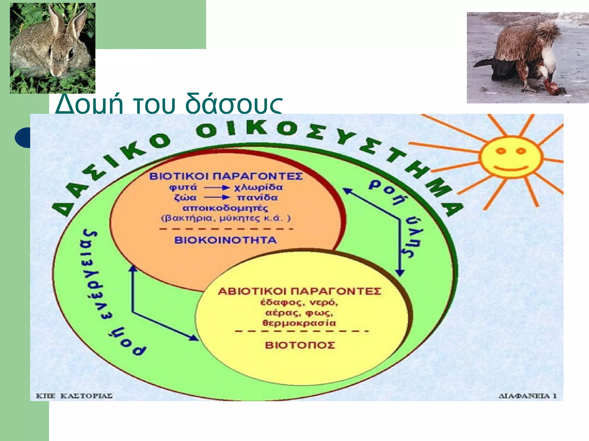 Δομή του δάσους
 