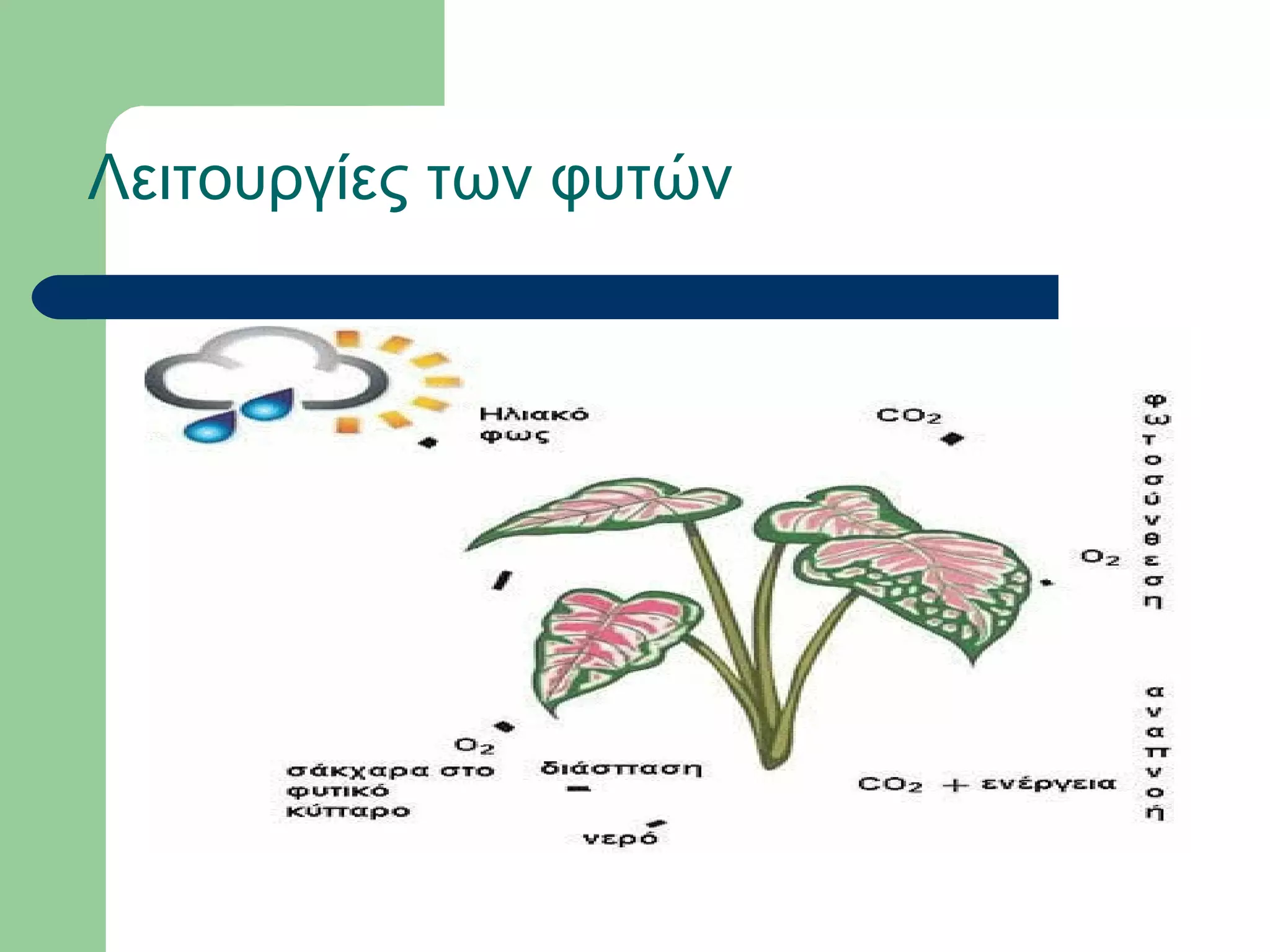 Λειτουργίες των φυτών
 