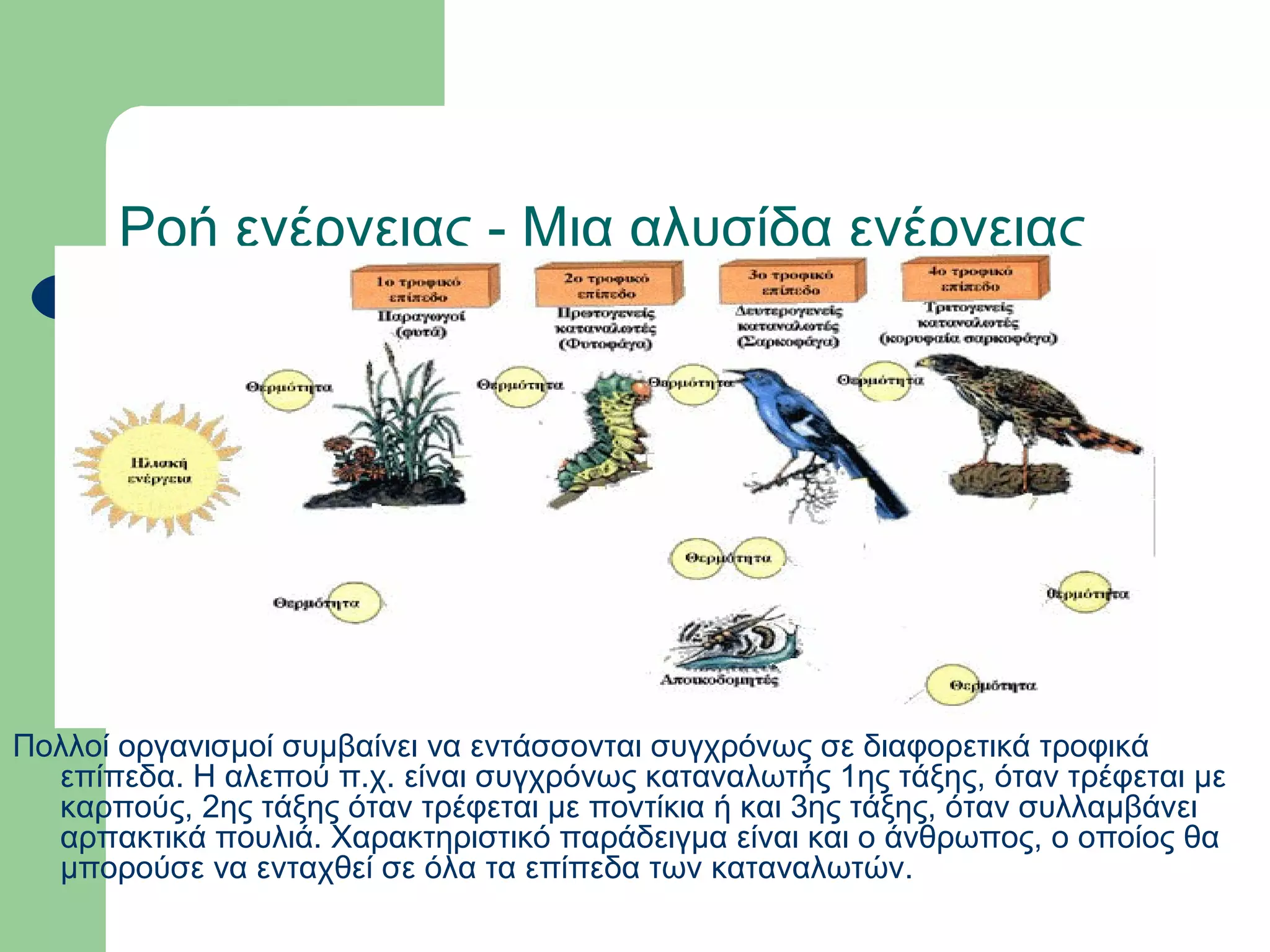 Ροή ενέργειας - Μια αλυσίδα ενέργειας




Πολλοί οργανισμοί συμβαίνει να εντάσσονται συγχρόνως σε διαφορετικά τροφικά
  επίπεδα. Η αλεπού π.χ. είναι συγχρόνως καταναλωτής 1ης τάξης, όταν τρέφεται με
  καρπούς, 2ης τάξης όταν τρέφεται με ποντίκια ή και 3ης τάξης, όταν συλλαμβάνει
  αρπακτικά πουλιά. Χαρακτηριστικό παράδειγμα είναι και ο άνθρωπος, ο οποίος θα
  μπορούσε να ενταχθεί σε όλα τα επίπεδα των καταναλωτών.
 