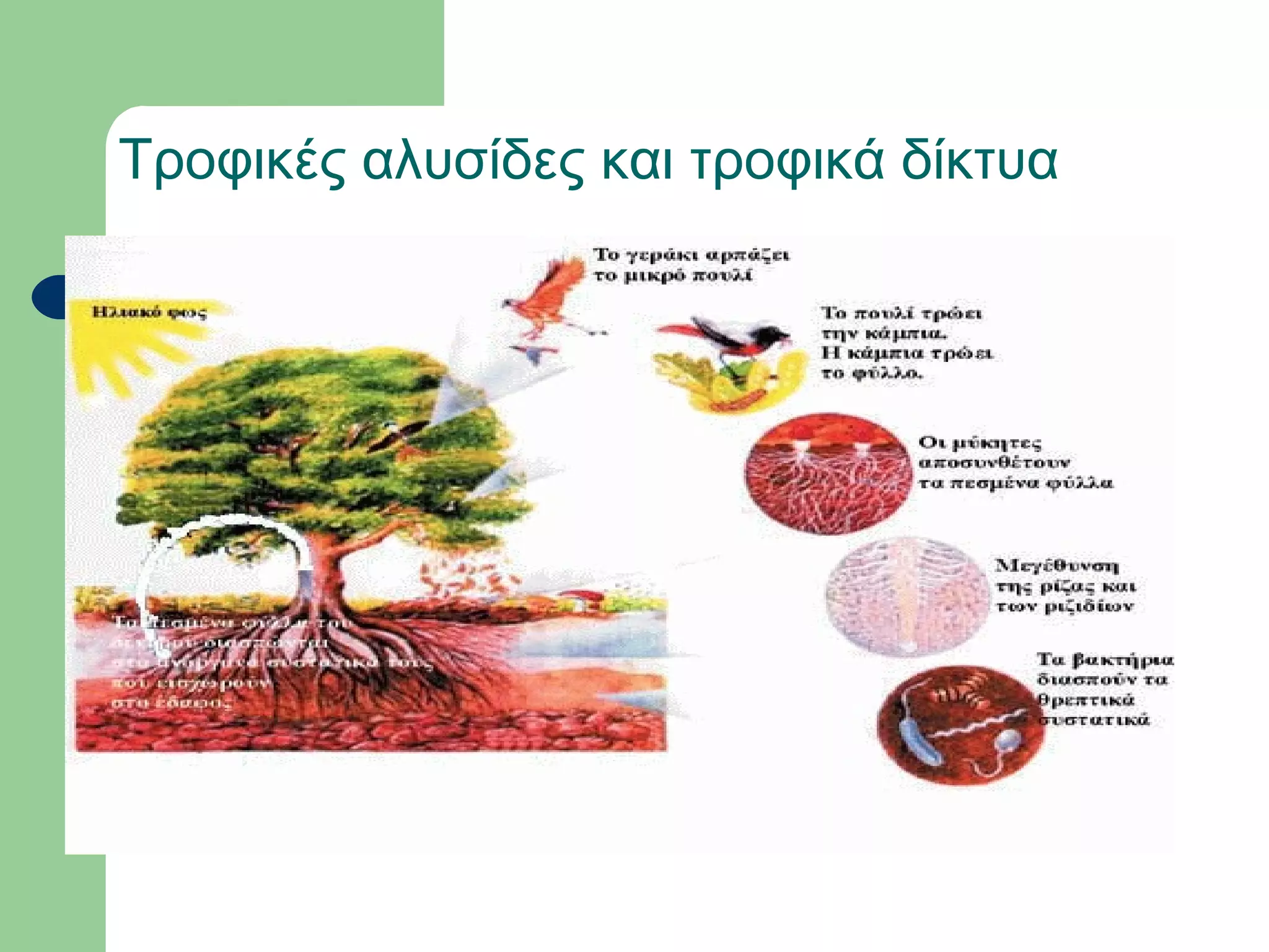 Τροφικές αλυσίδες και τροφικά δίκτυα
 