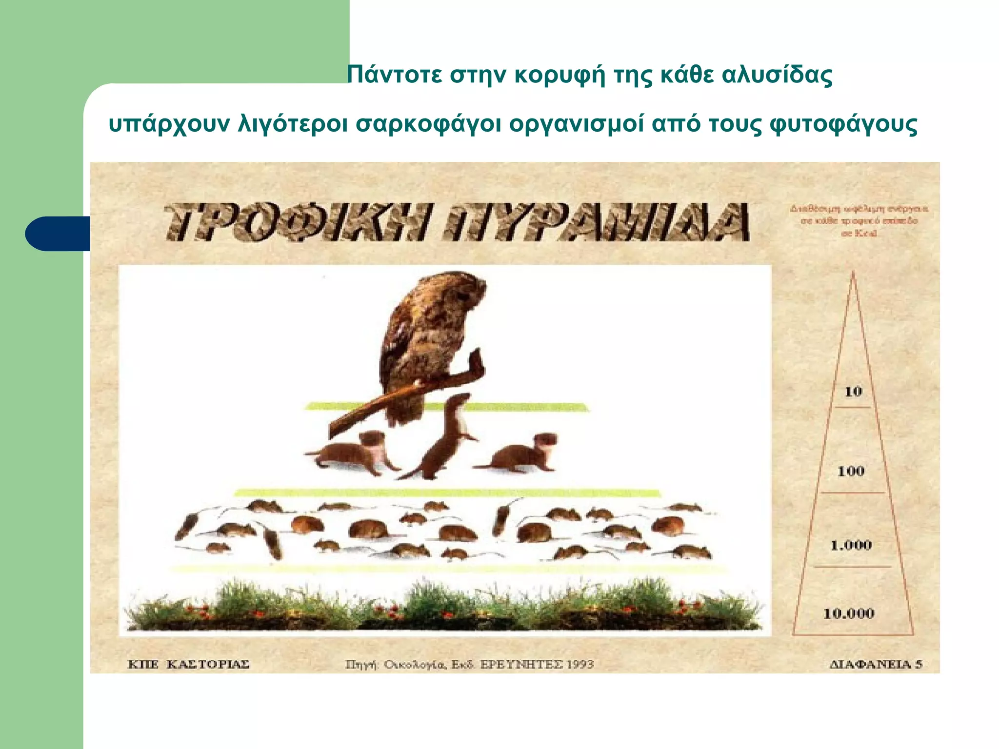 Πάντοτε στην κορυφή της κάθε αλυσίδας
υπάρχουν λιγότεροι σαρκοφάγοι οργανισμοί από τους φυτοφάγους
 