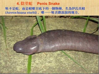 　 4. 陰莖蛇　 Penis Snake
牠 不是蛇，而是蚓螈 目底下的一個物種，名為伊氏真蚓
(Atretochoana eiselti) 。嗯 ……牠 喜歡濕濕的地方。

 
