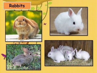 21. classification of mammals (bagcat) | PPTX