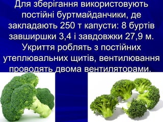 Для ззббееррііггаанннняя ввииккооррииссттооввууююттьь 
ппооссттііййнніі ббууррттммааййддааннччииккии,, ддее 
ззааккллааддааююттьь 225500 тт ккааппууссттии:: 88 ббууррттіівв 
ззааввшшиирршшккии 33,,44 іі ззааввддооввжжккии 2277,,99 мм.. 
УУккррииттттяя ррообблляяттьь зз ппооссттііййнниихх 
ууттееппллююввааллььнниихх щщииттіівв,, ввееннттииллюювваанннняя 
ппррооввооддяяттьь ддввооммаа ввееннттиилляяттооррааммии.. 
 