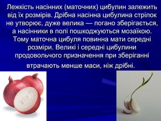 ЛЛеежжккііссттьь ннаассіінннниихх ((ммааттооччнниихх)) ццииббууллиинн ззааллеежжииттьь 
ввіідд їїхх ррооззмміірріівв.. ДДррііббннаа ннаассііннннаа ццииббууллииннаа ссттррііллоокк 
ннее ууттввооррююєє,, ддуужжее ввееллииккаа —— ппооггаанноо ззббееррііггааєєттььссяя,, 
аа ннаассііннннииккии вв ппоолліі ппоошшккоодджжууююттььссяя ммооззааїїккооюю.. 
ТТооммуу ммааттооччннаа ццииббуулляя ппооввииннннаа ммааттии ссеерреедднніі 
ррооззммііррии.. ВВееллииккіі іі ссеерреедднніі ццииббууллииннии 
ппррооддооввооллььччооггоо ппррииззннааччеенннняя ппррии ззббееррііггаанннніі 
ввттррааччааююттьь ммеенншшее ммаассии,, ннііжж ддррііббнніі.. 
 