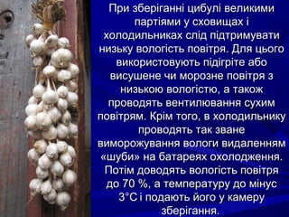 При зберіганні ццииббуулліі ввееллииккииммии 
ппааррттііяяммии уу ссххооввиищщаахх іі 
ххооллооддииллььннииккаахх сслліідд ппііддттррииммууввааттии 
ннииззььккуу ввооллооггііссттьь ппооввііттрряя.. ДДлляя ццььооггоо 
ввииккооррииссттооввууююттьь ппііддііггррііттее ааббоо 
ввииссуушшееннее ччии ммооррооззннее ппооввііттрряя зз 
ннииззььккооюю ввооллооггііссттюю,, аа ттааккоожж 
ппррооввооддяяттьь ввееннттииллюювваанннняя ссууххиимм 
ппооввііттрряямм.. ККрріімм ттооггоо,, вв ххооллооддииллььннииккуу 
ппррооввооддяяттьь ттаакк ззввааннее 
ввииммоорроожжуувваанннняя ввооллооггии ввииддааллеенннняямм 
«шшууббии» ннаа ббааттааррееяяхх ооххооллоодджжеенннняя.. 
ППооттіімм ддооввооддяяттьь ввооллооггііссттьь ппооввііттрряя 
ддоо 7700 %%,, аа ттееммппееррааттуурруу ддоо ммііннуусс 
33°°СС іі ппооддааююттьь ййооггоо уу ккааммеерруу 
ззббееррііггаанннняя.. 
 