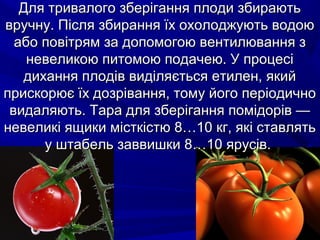 ДДлляя ттррииввааллооггоо ззббееррііггаанннняя ппллооддии ззббииррааююттьь 
ввррууччннуу.. ППіісслляя ззббиирраанннняя їїхх ооххооллоодджжууююттьь ввооддооюю 
ааббоо ппооввііттрряямм ззаа ддооппооммооггооюю ввееннттииллюювваанннняя зз 
ннееввееллииккооюю ппииттооммооюю ппооддааччееюю.. УУ ппррооццеессіі 
ддииххаанннняя ппллооддіівв ввииддіілляяєєттььссяя ееттииллеенн,, яяккиийй 
ппррииссккооррююєє їїхх ддооззрріівваанннняя,, ттооммуу ййооггоо ппееррііооддииччнноо 
ввииддаалляяююттьь.. ТТаарраа ддлляя ззббееррііггаанннняя ппооммііддоорріівв —— 
ннееввееллииккіі яящщииккии ммііссттккііссттюю 88……1100 ккгг,, яяккіі ссттааввлляяттьь 
уу шшттааббеелльь ззааввввиишшккии 88……1100 яяррууссіівв.. 
 
