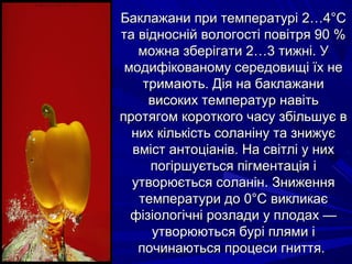 ББааккллаажжааннии ппррии ттееммппееррааттуурріі 22……44°°СС 
ттаа ввіідднноосснніійй ввооллооггооссттіі ппооввііттрряя 9900 %% 
ммоожжннаа ззббееррііггааттии 22……33 ттиижжнніі.. УУ 
ммооддииффііккооввааннооммуу ссееррееддооввиищщіі їїхх ннее 
ттррииммааююттьь.. ДДііяя ннаа ббааккллаажжааннии 
ввииссооккиихх ттееммппееррааттуурр ннааввііттьь 
ппррооттяяггоомм ккооррооттккооггоо ччаассуу ззббііллььшшууєє вв 
нниихх ккііллььккііссттьь ссооллааннііннуу ттаа ззнниижжууєє 
ввмміісстт ааннттооццііаанніівв.. ННаа ссввііттлліі уу нниихх 
ппооггіірршшууєєттььссяя ппііггммееннттааццііяя іі 
ууттввооррююєєттььссяя ссооллаанніінн.. ЗЗнниижжеенннняя 
ттееммппееррааттууррии ддоо 00°°СС ввииккллииккааєє 
ффііззііооллооггііччнніі ррооззллааддии уу ппллооддаахх —— 
ууттввооррююююттььссяя ббуурріі пплляяммии іі 
ппооччииннааююттььссяя ппррооццеессии ггннииттттяя.. 
 