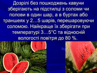 ДДооззрріілліі ббеезз ппоошшккоодджжеенньь ккааввууннии 
ззббееррііггааююттьь ннаа ппііддссттииллцціі зз ссооллооммии ччии 
ппооллооввии вв ооддиинн шшаарр,, аа вв ббууррттаахх ааббоо 
ттрраанншшееяяхх уу 22……55 шшаарріівв,, ппеерреешшааррооввууююччии 
ссооллооммооюю.. ННааййккрраащщее їїхх ззббееррііггааттии ппррии 
ттееммппееррааттуурріі 33……55°°СС ттаа ввіідднноосснніійй 
ввооллооггооссттіі ппооввііттрряя ддоо 8800 %%.. 
 