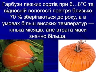Гарбузи лежких ссооррттіівв ппррии 66……88°°СС ттаа 
ввіідднноосснніійй ввооллооггооссттіі ппооввііттрряя ббллииззььккоо 
7700 %% ззббееррііггааююттььссяя ддоо ррооккуу,, аа вв 
ууммоовваахх ббііллььшш ввииссооккиихх ттееммппееррааттуурр —— 
ккііллььккаа ммііссяяцціівв,, ааллее ввттррааттаа ммаассии 
ззннааччнноо ббііллььшшаа.. 
 