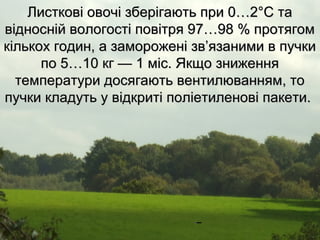 ов Листкові овооччіі ззббееррііггааююттьь ппррии 00……22°°СС ттаа 
ввіідднноосснніійй ввооллооггооссттіі ппооввііттрряя 9977……9988 %% ппррооттяяггоомм 
ккііллььккоохх ггооддиинн,, аа ззааммоорроожжеенніі ззвв’’яяззааннииммии вв ппууччккии 
ппоо 55……100 ккгг —— 1 мміісс.. ЯЯккщщоо ззнниижжеенннняя 
ттееммппееррааттууррии ддооссяяггааююттьь ввееннттииллюювваанннняямм,, ттоо 
ппууччккии ккллааддууттьь уу ввііддккррииттіі ппооллііееттииллееннооввіі ппааккееттии.. 
 