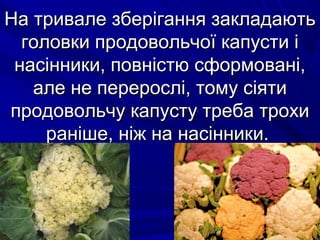 ННаа ттррииввааллее ззббееррііггаанннняя ззааккллааддааююттьь 
ггооллооввккии ппррооддооввооллььччооїї ккааппууссттии іі 
ннаассііннннииккии,, ппооввннііссттюю ссффооррммоовваанніі,, 
ааллее ннее ппеерреерроосслліі,, ттооммуу ссііяяттии 
ппррооддооввооллььччуу ккааппууссттуу ттррееббаа ттррооххии 
рраанніішшее,, ннііжж ннаа ннаассііннннииккии.. 
 