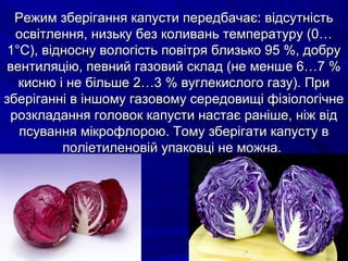 Режим зберігання капусти ппееррееддббааччааєє:: ввііддссууттннііссттьь 
ооссввііттллеенннняя,, ннииззььккуу ббеезз ккооллиивваанньь ттееммппееррааттуурруу ((00…… 
11°°СС)),, ввііддннооссннуу ввооллооггііссттьь ппооввііттрряя ббллииззььккоо 9955 %%,, ддооббрруу 
ввееннттиилляяццііюю,, ппееввнниийй ггааззооввиийй ссккллаадд ((ннее ммеенншшее 66……77 %% 
ккииссннюю іі ннее ббііллььшшее 22……33 %% ввууггллееккииссллооггоо ггааззуу)).. ППррии 
ззббееррііггаанннніі вв іінншшооммуу ггааззооввооммуу ссееррееддооввиищщіі ффііззііооллооггііччннее 
ррооззккллааддаанннняя ггооллооввоокк ккааппууссттии ннаассттааєє рраанніішшее,, ннііжж ввіідд 
ппссуувваанннняя ммііккррооффллооррооюю.. ТТооммуу ззббееррііггааттии ккааппууссттуу вв 
ппооллііееттииллееннооввіійй ууппааккооввцціі ннее ммоожжннаа.. 
 