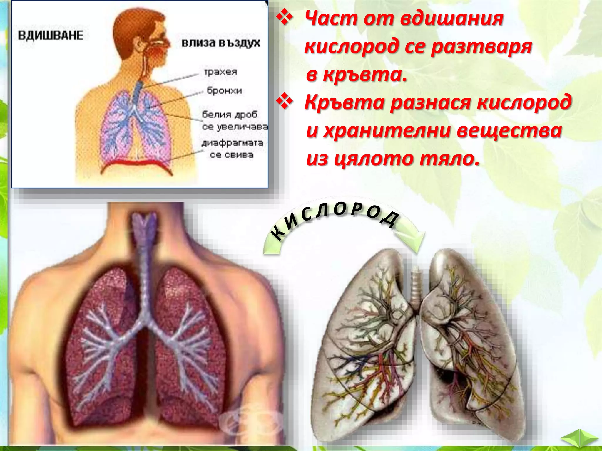 21. Дишане на животните и растенията - ЧП, 4 клас, Булвест | PPT