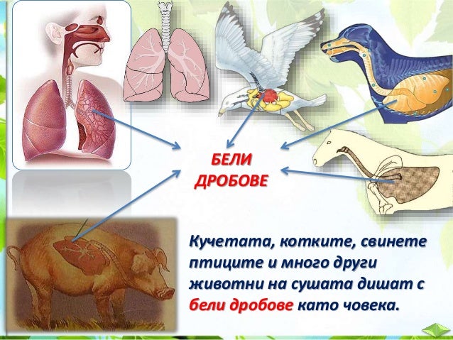 21. Дишане на животните и растенията - ЧП, 4 клас, Булвест