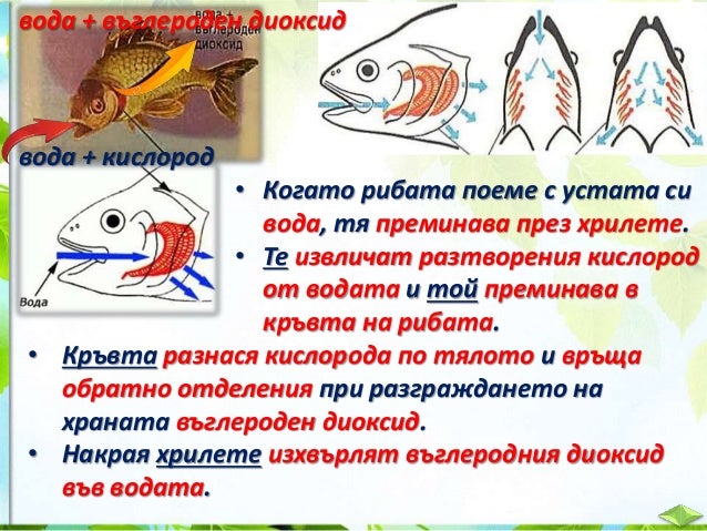 21. Дишане на животните и растенията - ЧП, 4 клас, Булвест