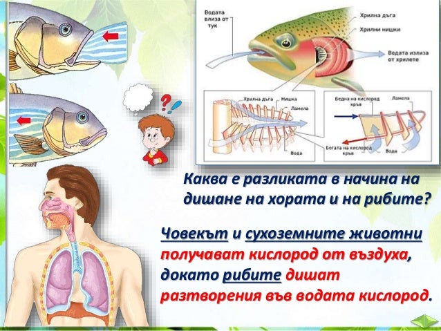 21. Дишане на животните и растенията - ЧП, 4 клас, Булвест