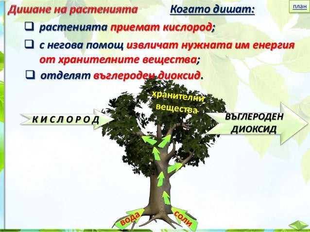 21. Дишане на животните и растенията - ЧП, 4 клас, Булвест