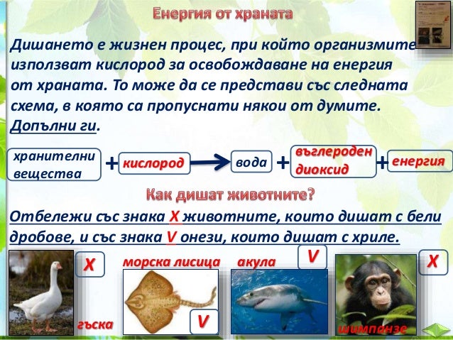 21. Дишане на животните и растенията - ЧП, 4 клас, Булвест