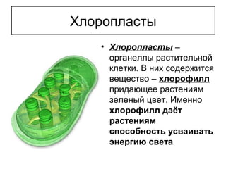 Хлоропласты
• Хлоропласты –
органеллы растительной
клетки. В них содержится
вещество – хлорофилл
придающее растениям
зеленый цвет. Именно
хлорофилл даёт
растениям
способность усваивать
энергию света
 