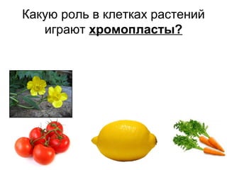 Какую роль в клетках растений
играют хромопласты?
 