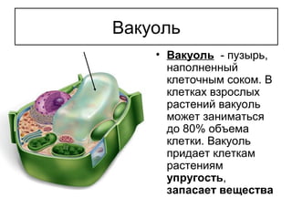 • Вакуоль - пузырь,
наполненный
клеточным соком. В
клетках взрослых
растений вакуоль
может заниматься
до 80% объема
клетки. Вакуоль
придает клеткам
растениям
упругость,
запасает вещества
Вакуоль
 