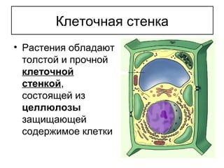 • Растения обладают
толстой и прочной
клеточной
стенкой,
состоящей из
целлюлозы
защищающей
содержимое клетки
Клеточная стенка
 