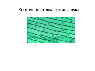 Клеточная стенка кожицы лука
 