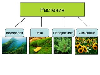 Растения
Водоросли Мхи Папоротники Семенные
 