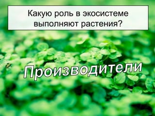 Какую роль в экосистеме
выполняют растения?
 