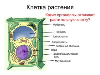 Клетка растения
Вакуоль
Ядро
Хлоропласты
Митохондрия
Эндоплазматическая
сеть
Цитоплазма
Рибосомы
Клеточная оболочка
Какие органеллы отличают
растительную клетку?
 
