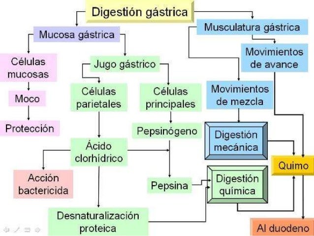 21.digestión y absorción