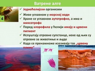 Ватрене алге
4
 Једноћелијски организми
 Живе углавном у морској води
 Хране се углавном аутотрофно, а има и
миксотрофа
 Поред хлорофила у ћелији имају и црвени
пигмент
 Испуштају отровне супстанце, неке од њих су
отровне за животиње и људе
 Када се пренамноже изазивају тзв „црвену
плиму“
 