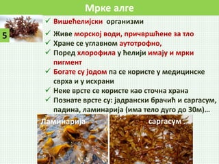 Alge | PPT
