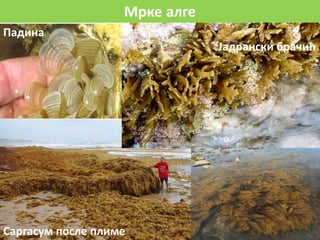 Мрке алге
Јадрански брачић
Саргасум после плиме
Падина
 