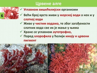 Црвене алге
6
 Углавном вишећелијски организми
 Већи број врста живи у морској води а нек и у
слаткој води
 Живе у чистим водама, те због загађености
слатких вода све их је мање у њима
 Хране се углавном аутотрофно,
 Поред хлорофила у ћелији имају и црвени
пигмент
 