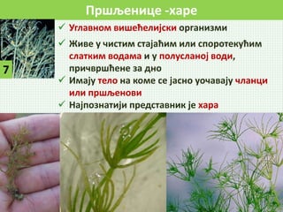 Пршљенице -харе
7
 Углавном вишећелијски организми
 Живе у чистим стајаћим или споротекућим
слатким водама и у полусланој води,
причвршћене за дно
 Имају тело на коме се јасно уочавају чланци
или пршљенови
 Најпознатији представник је хара
 