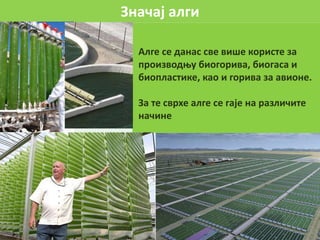Значај алги
Алге се данас све више користе за
производњу биогорива, биогаса и
биопластике, као и горива за авионе.
За те сврхе алге се гаје на различите
начине
 
