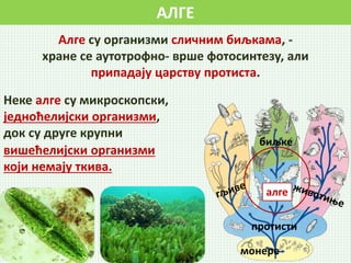 АЛГЕ
Алге су организми сличним биљкама, -
хране се аутотрофно- врше фотосинтезу, али
припадају царству протиста.
биљке
протисти
монере
алге
Неке алге су микроскопски,
једноћелијски организми,
док су друге крупни
вишећелијски организми
који немају ткива.
 