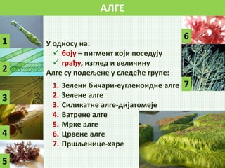 Alge | PPT