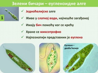Зелени бичари – еугленоидне алге
1
 Једноћелијске алге
 Живе у слаткој води, најчешће загађеној
 Имају бич помоћу ког се крећу
 Хране се миксотрофно
 Најпознатији представник је еуглена
Еуглена –
деоба ћелије
 