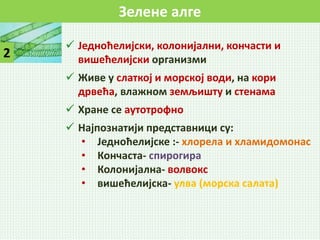 Зелене алге
2
 Једноћелијски, колонијални, кончасти и
вишећелијски организми
 Живе у слаткој и морској води, на кори
дрвећа, влажном земљишту и стенама
 Хране се аутотрофно
 Најпознатији представници су:
• Једноћелијске :- хлорела и хламидомонас
• Кончаста- спирогира
• Колонијална- волвокс
• вишећелијска- улва (морска салата)
 