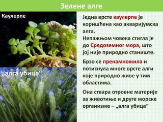 Зелене алге
Каулерпе Једна врсте каулерпе је
коришћена као акваријумска
алга.
Непажњом човека стигла је
до Средоземног мора, што
јој није природно станиште.
Брзо се пренамножила и
потиснула многе врсте алги
које природно живе у тим
областима.
Она ствара отровне материје
за животиње и друге морске
организме – „алга убица“
„алга убица“
 