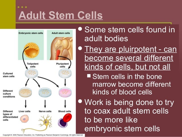 of twins Adult stem production cell
