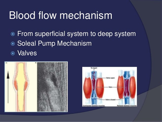 venous drainage of the lower limb
